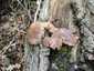 Kései laskagomba (Pleurotus ostreatus), Pilis. Nagyon rossz állapotú, idős kései laskagomba